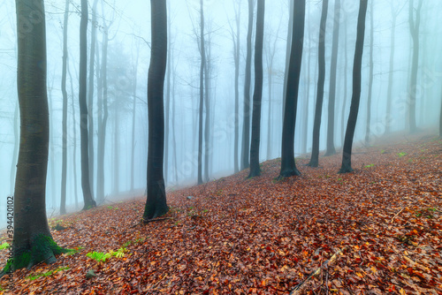 Принти на полотні Autumn beech forest