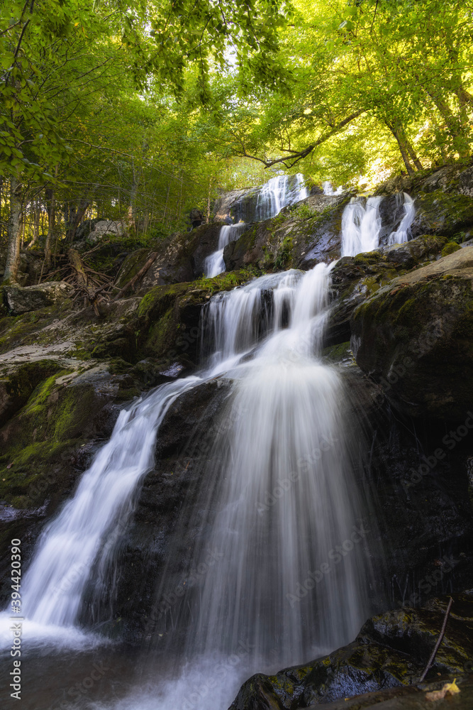 Fototapeta premium waterfall in the woods