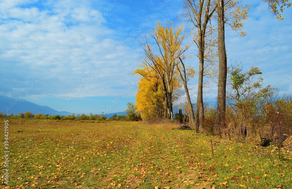 Fototapeta premium autumn landscape with trees