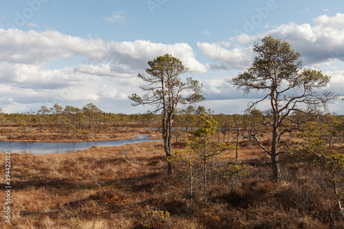Swamp Kakerdaja in Estonia at the autumn. Marshland is equipped by woodens walking pathes.