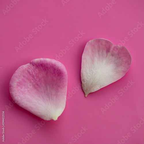 pair of rose petals lie on a pink background.