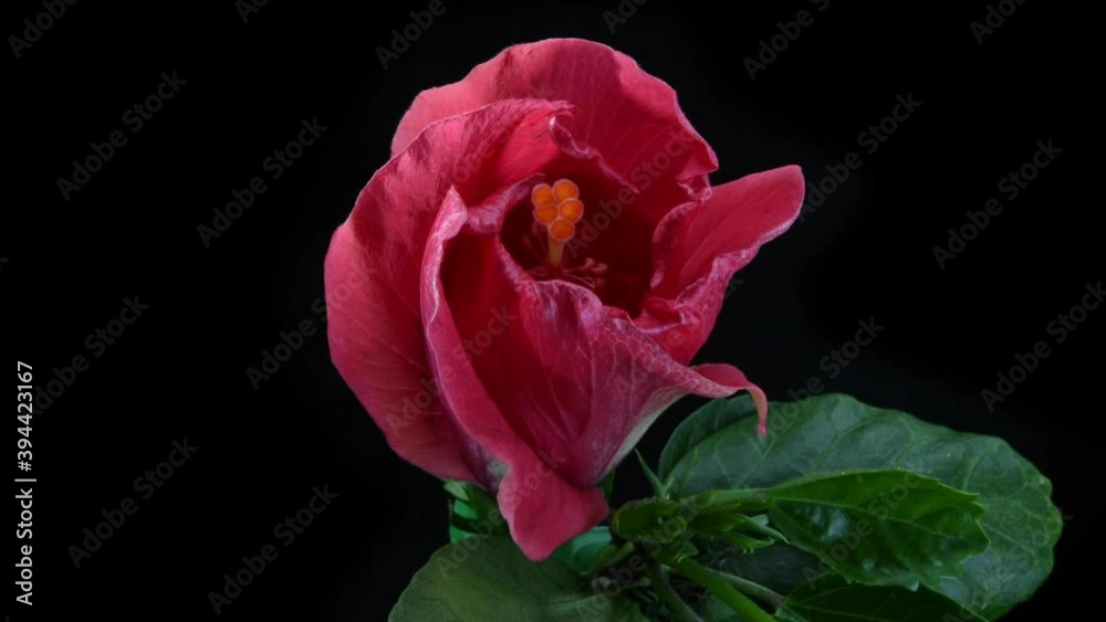 Macro time-lapse video of red Hibiscus flower blooming on black background.