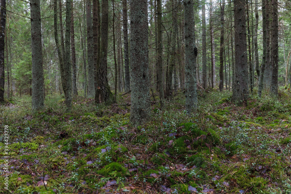 Pine forest on the former swampland, wilderness with walking pathes. Pine forest on the former swampland, wilderness with walking pathes.