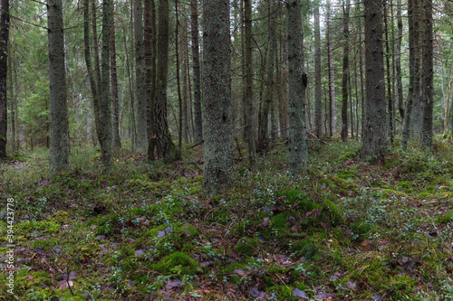 Pine forest on the former swampland, wilderness with walking pathes.
