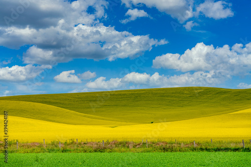 Bright yellow Canola field in the Palouse country