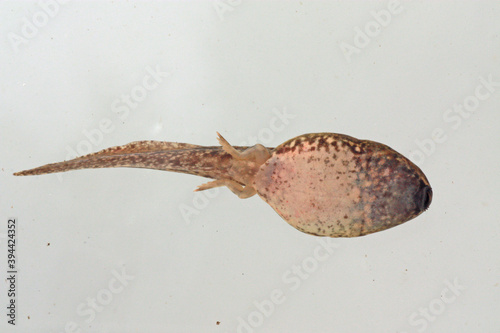 Canvas Print Looking up at the white belly of a green frog (Rana clamitans) tadpole