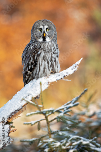 Wallpaper Mural The great grey owl or great gray owl (Strix nebulosa) is a very large owl, documented as the world's largest species of owl by length. Torontodigital.ca