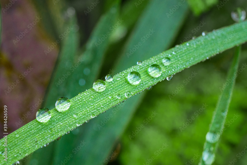 A close up macro photograph of condensed water droplets on fresh vibrant colored grass in the british countryside A close up macro photograph of condensed water droplets on fresh vibrant colored grass in the british countryside