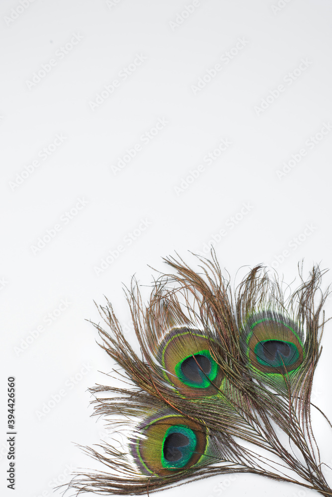 Naklejka premium photophone:three peacock feathers in the corner on a white background