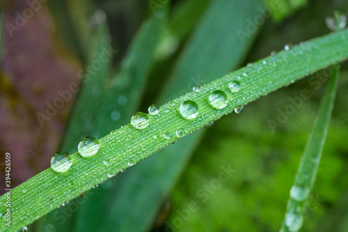 A close up macro photograph of condensed water droplets on fresh vibrant colored grass in the british countryside