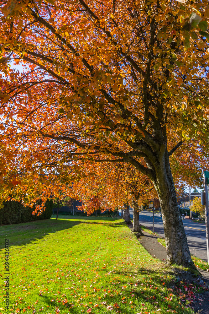 Seatac_Autumn_Street 5