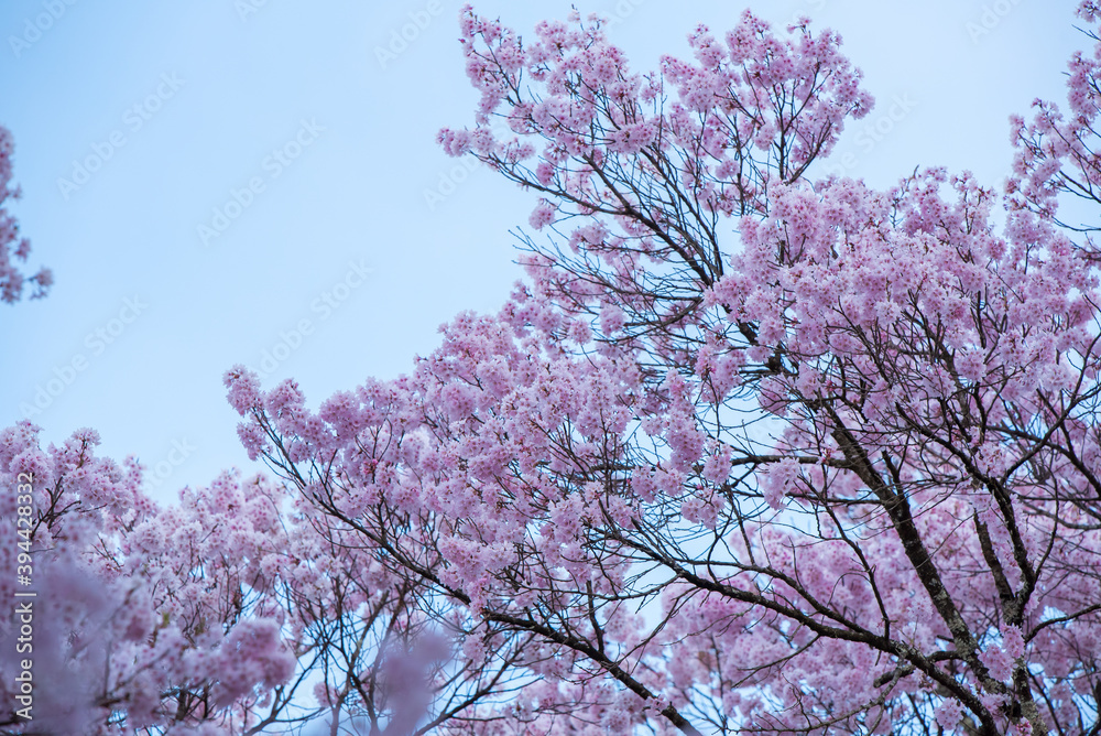 Full of bloom on Japanese Sakura