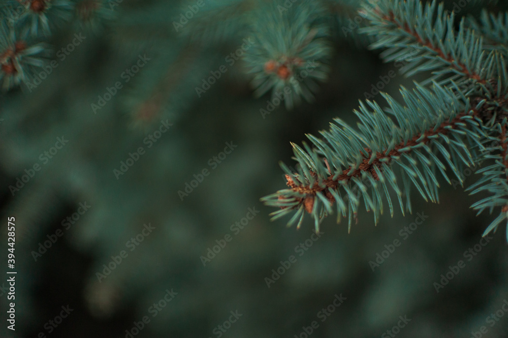 Spruce branches, Christmas tree, spruce branches close-up