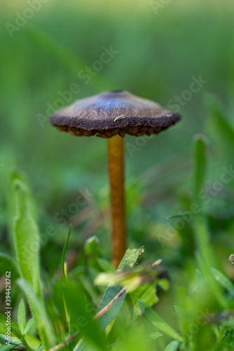 A wild mushroom in the grass

