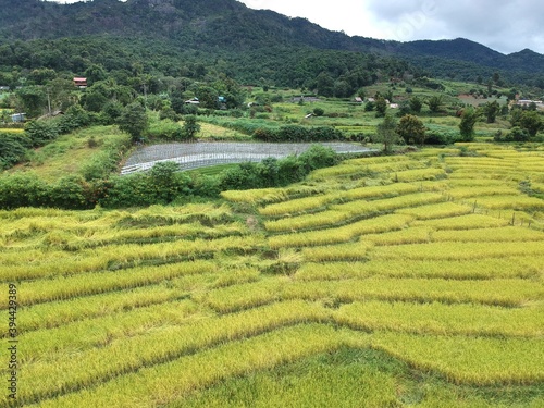  The bird eye view of rice terrace at Chom Thong District in Chiang Mai , thailand