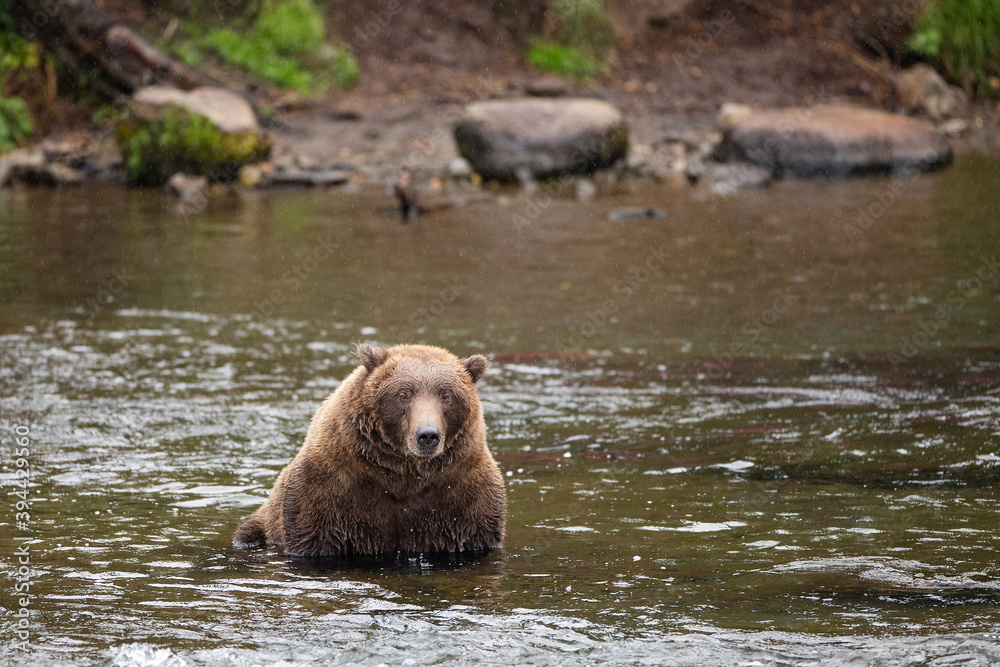 Wild Alaskan Grizzy Bear sitting in water Wild Alaskan Grizzy Bear sitting in water