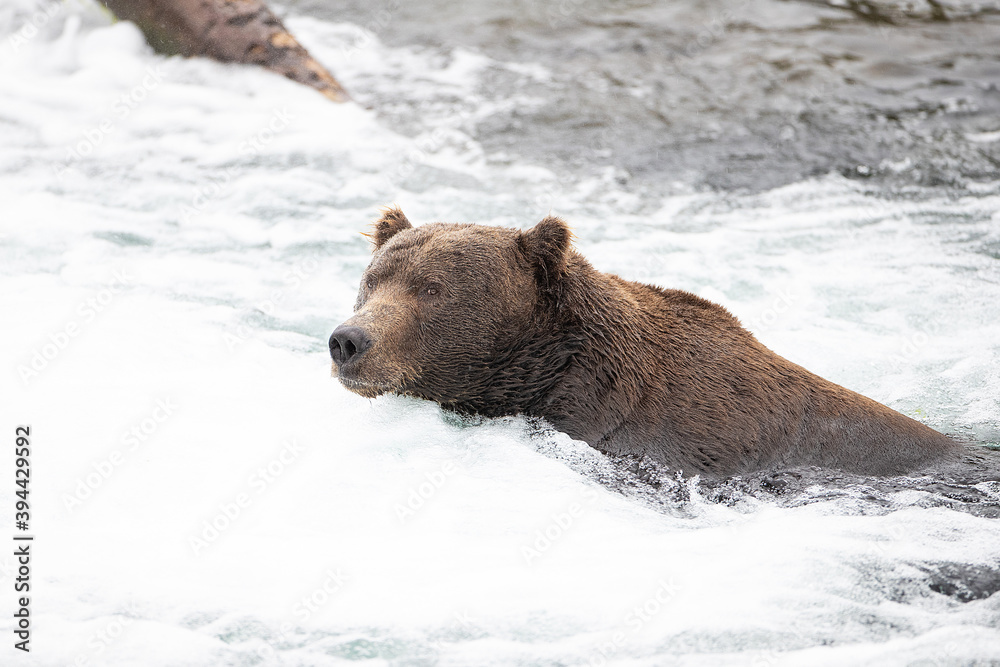 Wild Alaskan Grizzy Bear sitting in water Wild Alaskan Grizzy Bear sitting in water