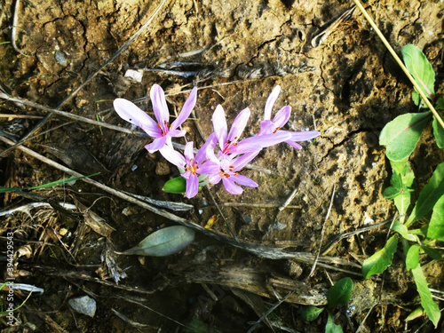 Mauve flowers