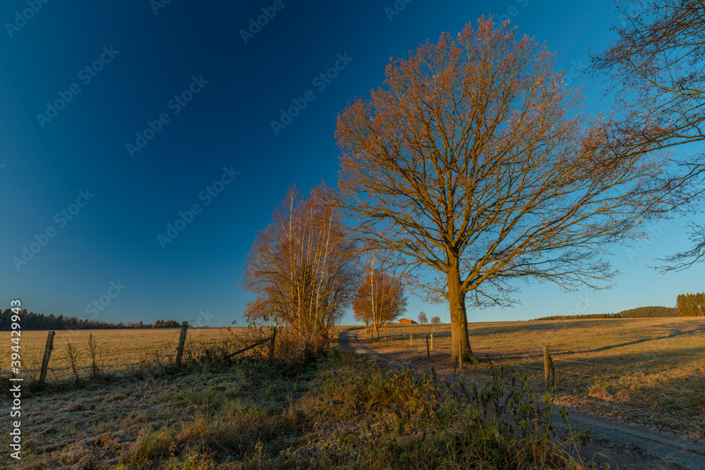 Trees and path with sunrise near Rozmberk nad Vltavou village Trees and path with sunrise near Rozmberk nad Vltavou village