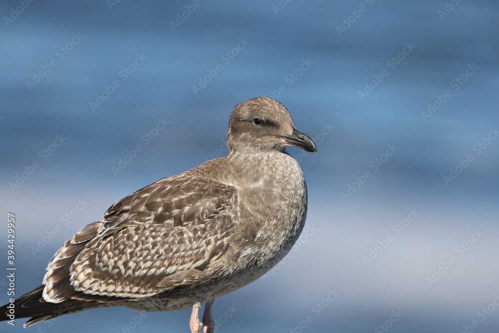 Brown California Seagull