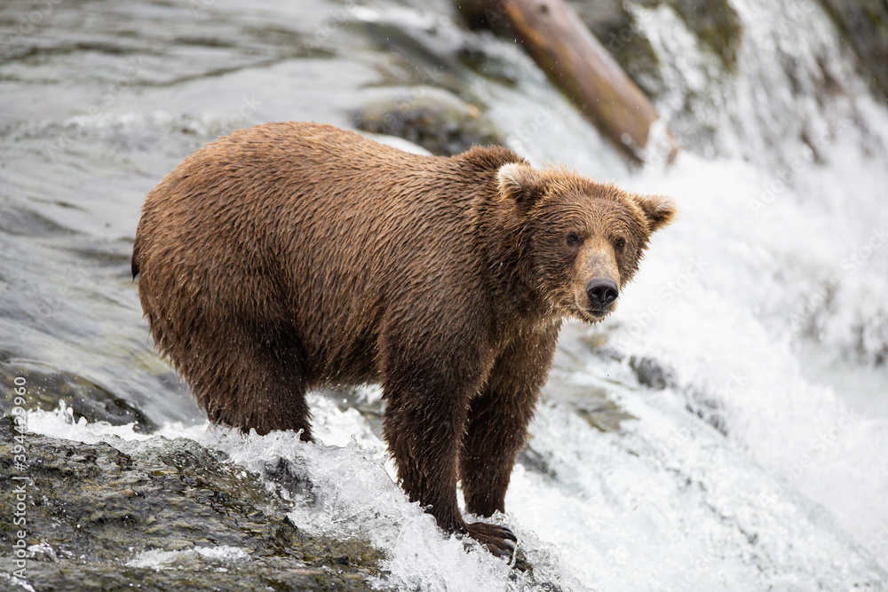 Wild Alaskan Grizzy Bear fishing for salmon on Brooks Falls Waterfall Wild Alaskan Grizzy Bear fishing for salmon on Brooks Falls Waterfall