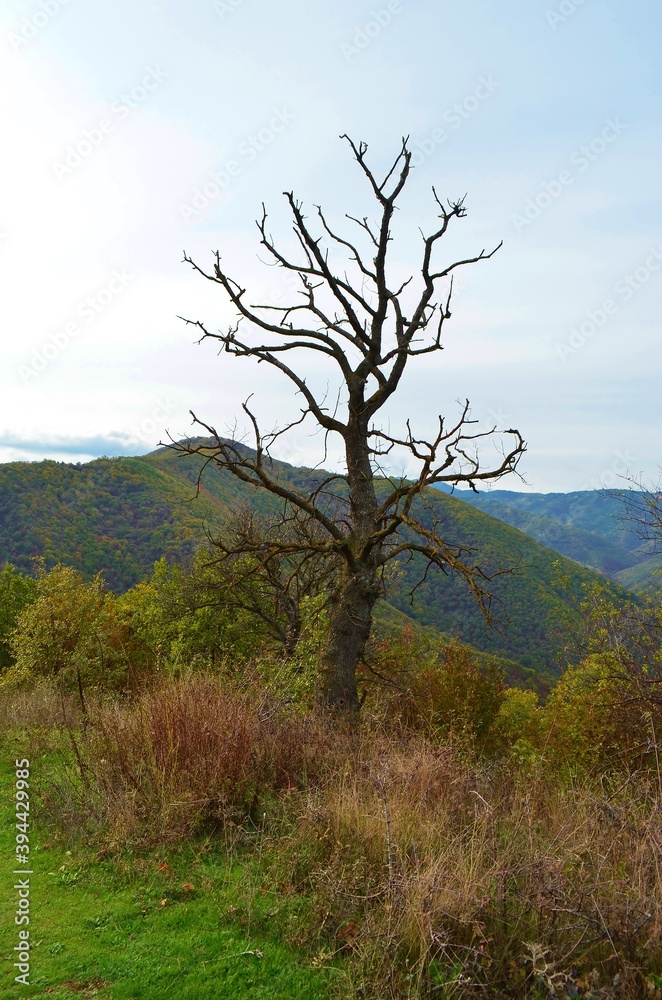 Obraz premium tree on the hill