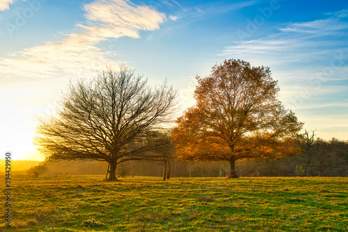 autumn landscape with trees