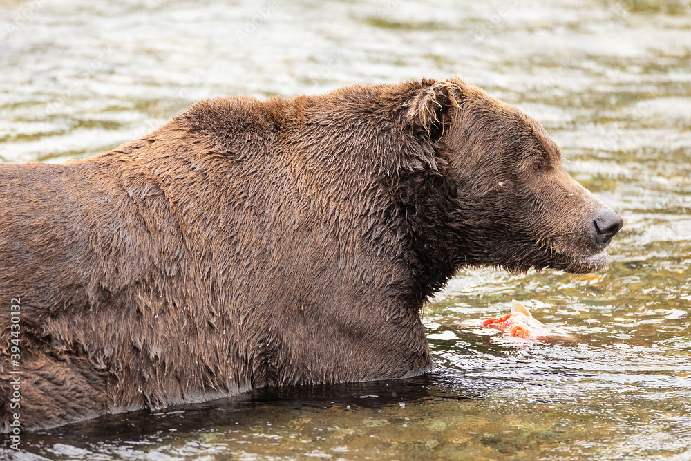 Wild Brown bear eating fresh caught salmon in river Wild Brown bear eating fresh caught salmon in river