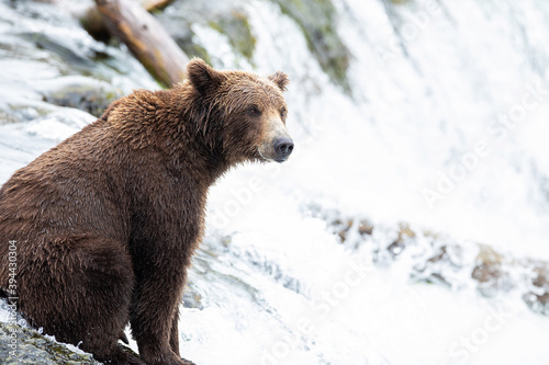 Wild Alaskan Grizzly Bear sitting atop Brooks Falls waiting to catch a salmon in Katmai, Alaska