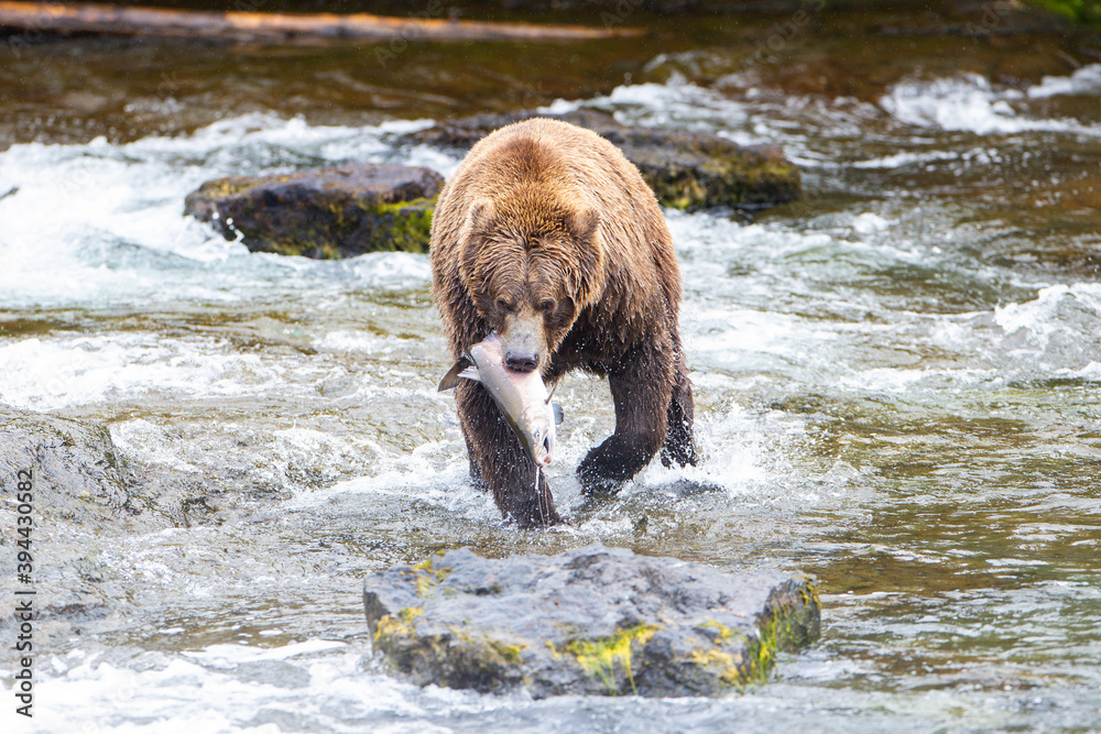Wild Alaskan Grizzly bear with fresh caught Coho Salmon in river Wild Alaskan Grizzly bear with fresh caught Coho Salmon in river