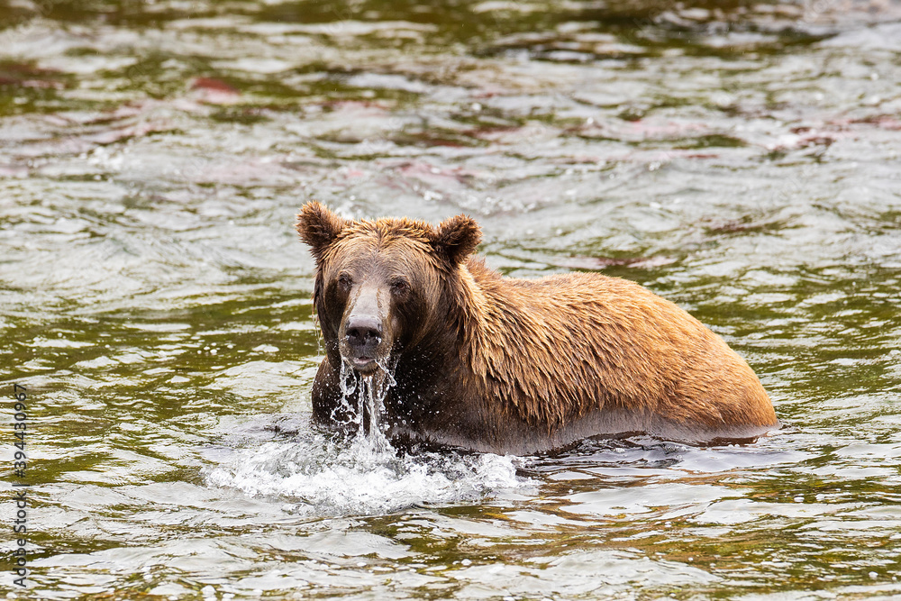 Wild Grizzly Bear in Katmai, Alaska Wild Grizzly Bear in Katmai, Alaska