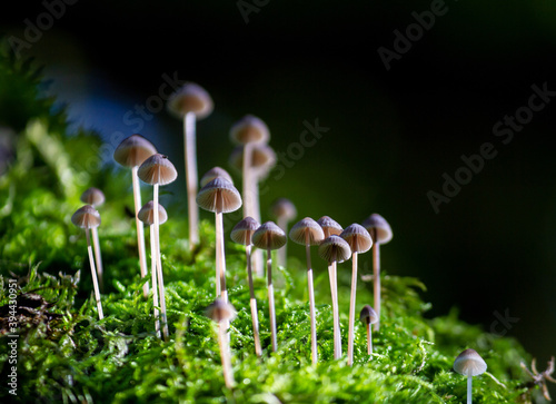 Tiny forest of poisonous mushrooms in moss with dark background. Moody, fairy-tale like macro of toxic fungi