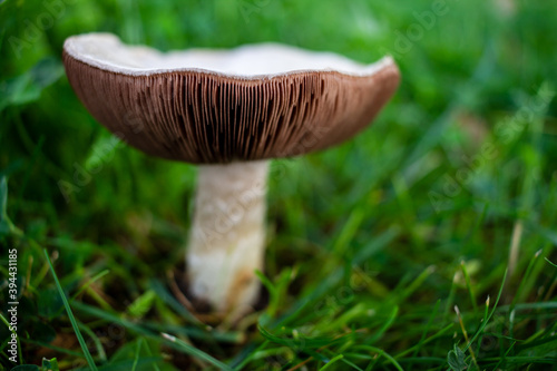 Fully opened up field mushroom on a field. Close up of white and brown fungus in green grass
