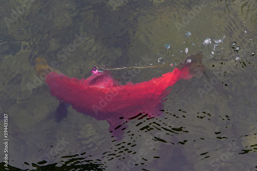 Принти на полотні Bright red sockeye salmon foul hooked on a fin