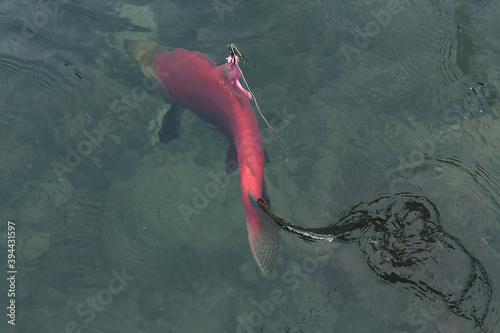 Bright red sockeye salmon foul hooked on a fin