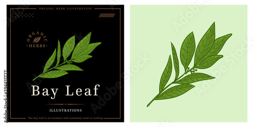 Bay leaf herb illustration for logo