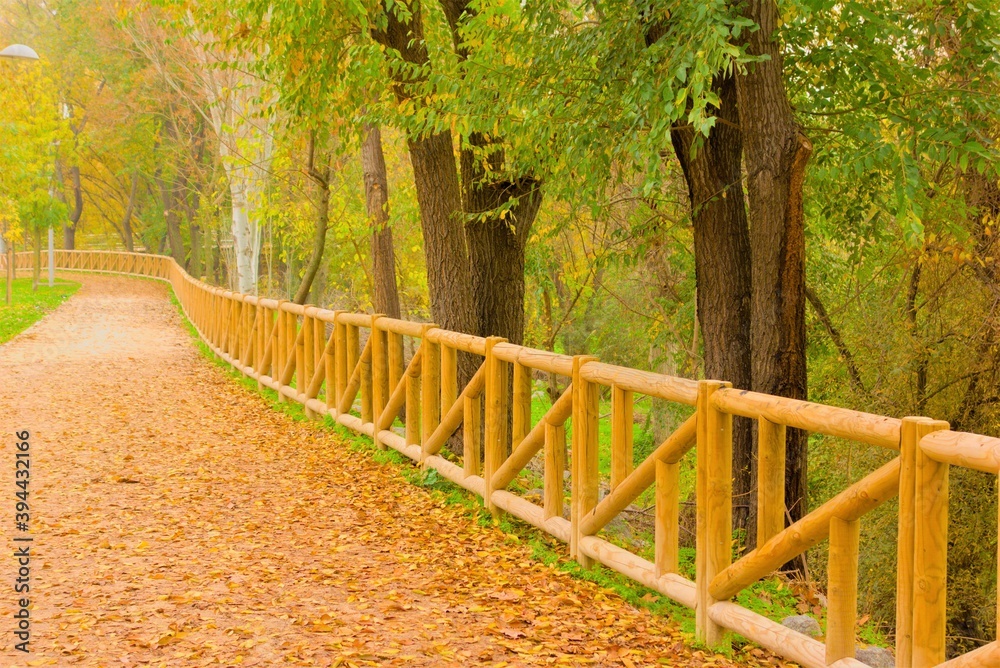 wooden fence in autumn forest with fallen leaves, orange, beautiful, autumn, fall, soft look, dreamy, 