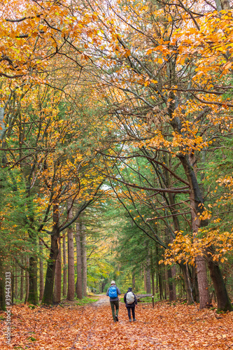 Couple hikers walking though a colorful autmn forest in the Nethrlands