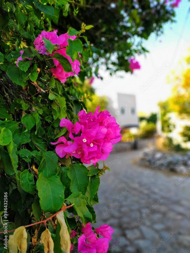 Fototapeta premium flowers in the garden
