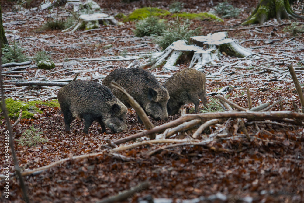 Wildschwein Eber Rudel beim Fressen im Wald im Winter Wildschwein Eber Rudel beim Fressen im Wald im Winter