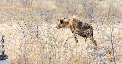 A spotted  hyena hunting in the savannah