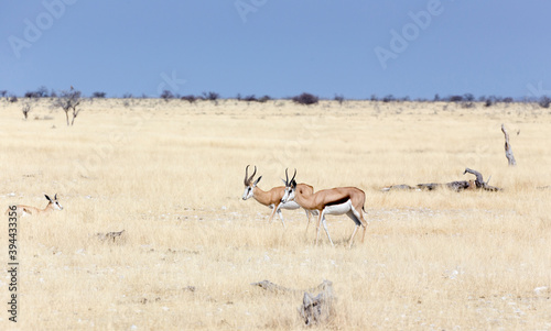 View of Antidorcas marsupialis antelopes in savannah