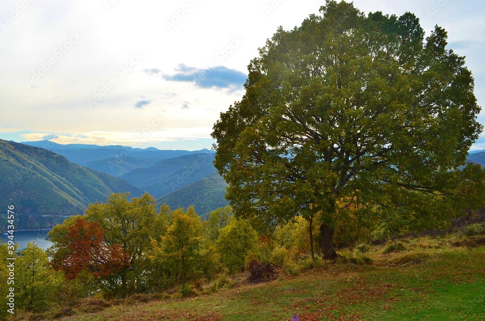 big oak tree in the mountains of bulgaria