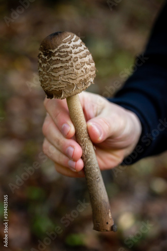 Close up of round-headed parasol mushroom (Macrolepiota procera) in male hand. Man picking edible mushroom in the forest.