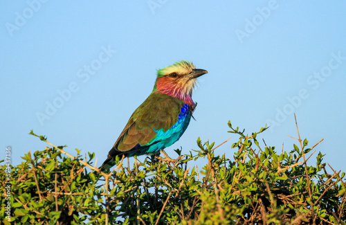 Lilac-breasted or lilac-throated roller bird (Coracias caudatus) perched on bush in Maasai Mara National Reserve, Kenya, Africa. African bird of family Coraciidae. National bird of Kenya. Blue sky photo