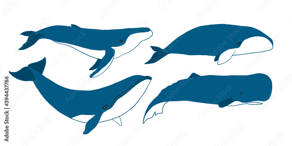 Wild Whale Set, sketch for your design Wild Whale Set, sketch for your design