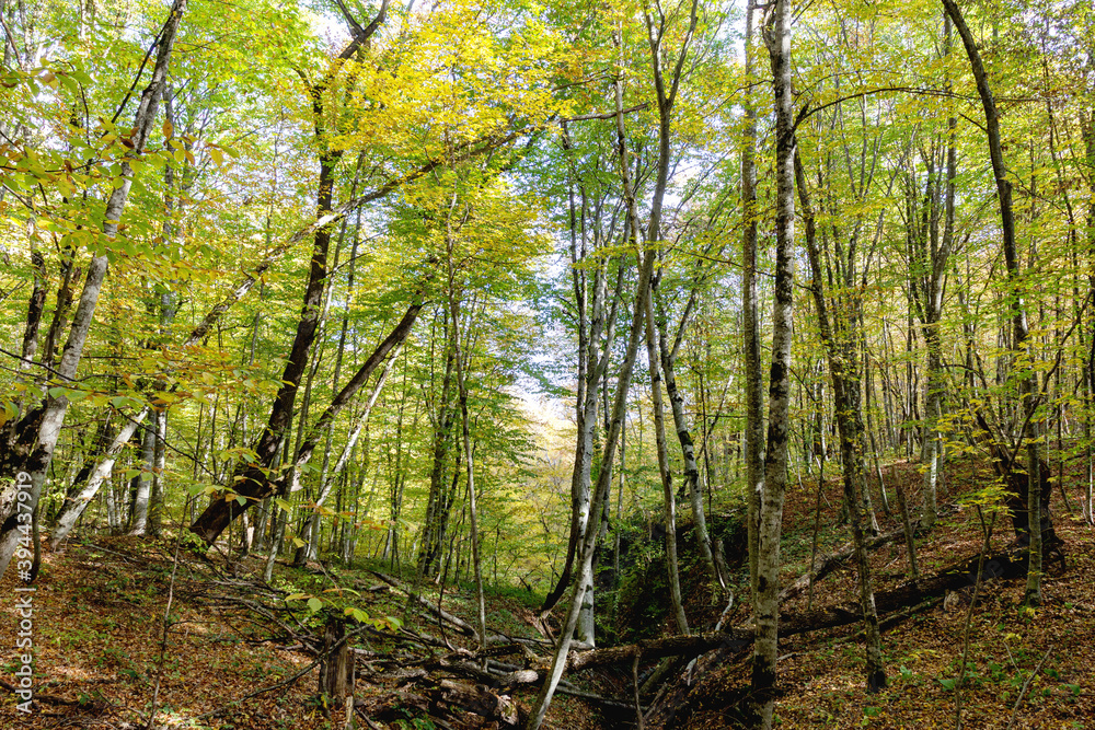 Obraz premium Autumn forest in a nature Park on a Sunny day, fallen yellow leaves covered the entire space under the trees.