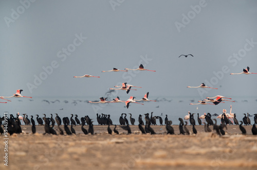 Greater Flamingos flying above Socotra cormorants at Hawar island  Bahrain