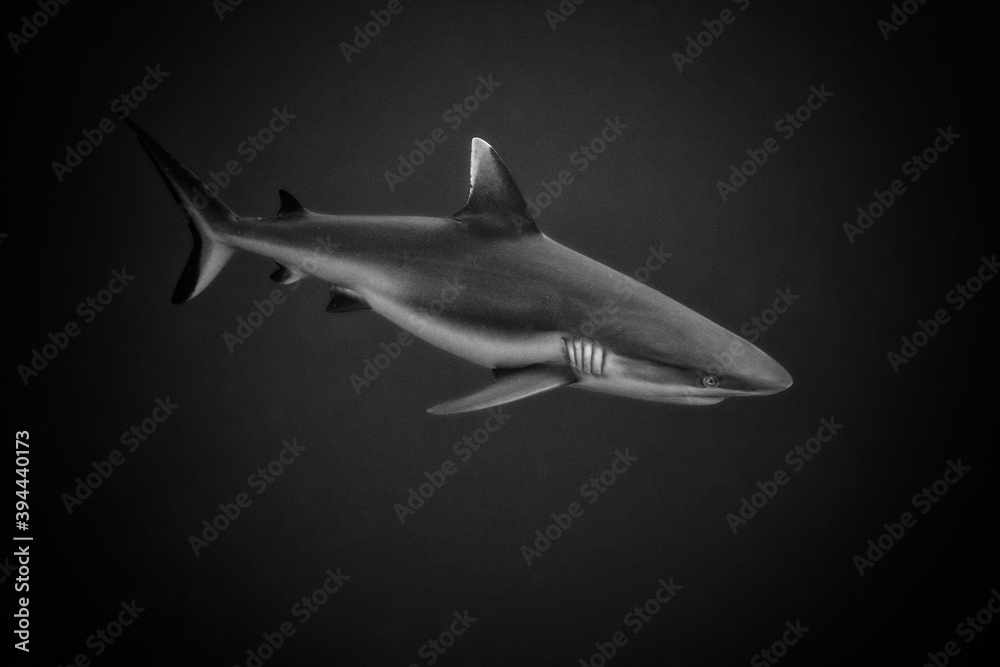 White Tipped Reef Shark in Monochrome with grain to give a menacing feel. White Tipped Reef Shark in Monochrome with grain to give a menacing feel.