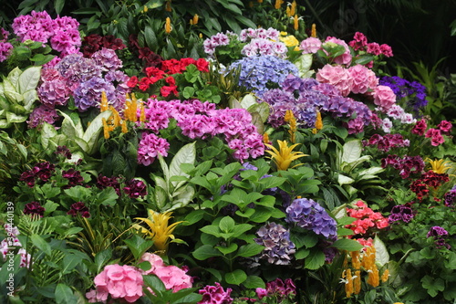 Fototapeta Naklejka Na Ścianę i Meble -  Colorful Garden Flowers 02